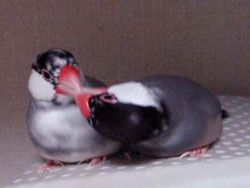 【さくら文鳥】