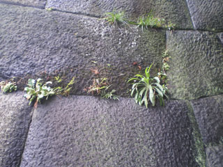 【石庭】