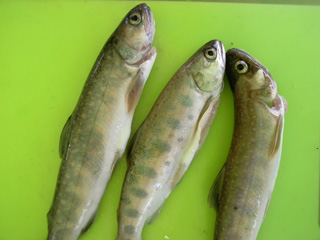 捕らわれし川魚たち】