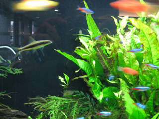 【水槽で泳ぐ小魚たち】