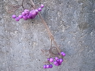 【小さな実り】