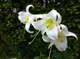 【庭に咲く百合の花】