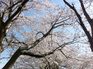 【我ら、桜の下で語る民】