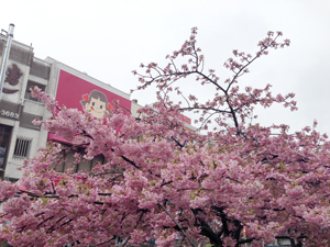 【三浦海岸駅前に咲く河津桜】