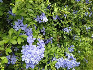 【中庭に咲く花】