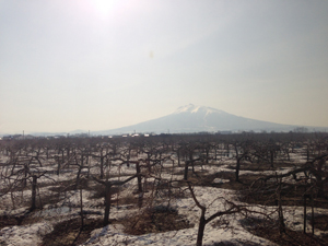【岩木山とりんご園】