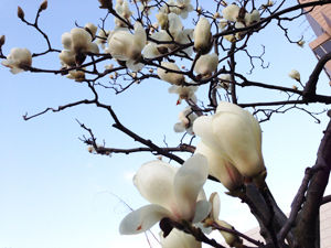 【中庭に咲く木蓮の花】