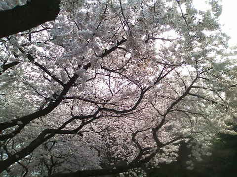 それでも花は咲く。それでも春はくる。