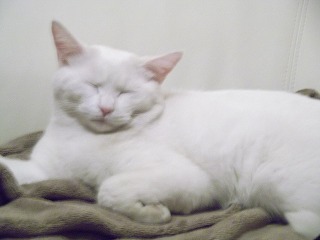 おとぼけキャラのシロ