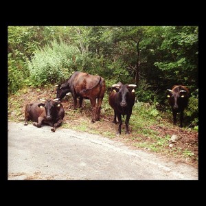山に放牧されている牛たち。みんなこっちを見てる。