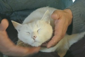 気持ち良さそうな顔