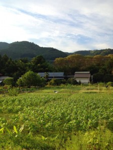 夏のおだやかファームは一面青々とした枝豆畑!